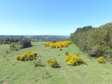 Venta / Terreno / Dalcahue