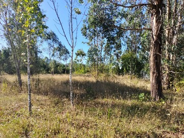 Venta / Terreno / Freire