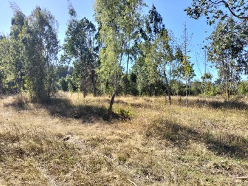 Venta / Terreno / Freire