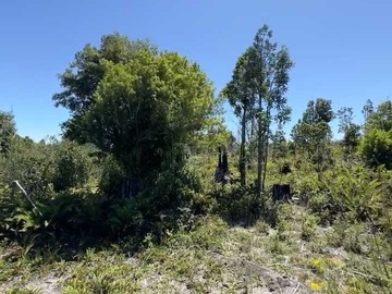 Venta / Terreno / Fresia