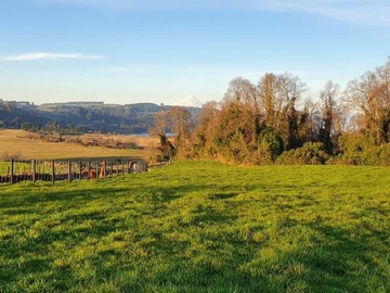 Venta / Terreno / Frutillar