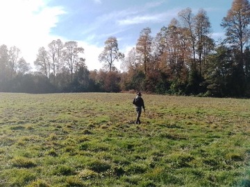 Venta / Terreno / Frutillar