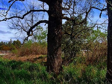 Venta / Terreno / Frutillar