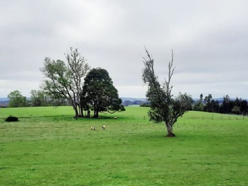 Venta / Terreno / Frutillar