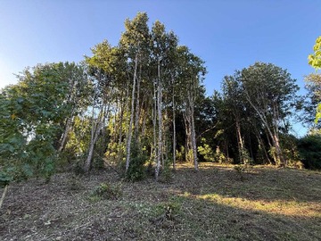 Venta / Terreno / Frutillar