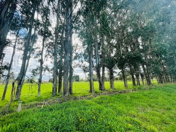 Venta / Terreno / Frutillar