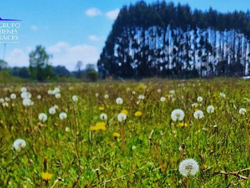 Venta / Terreno / Frutillar