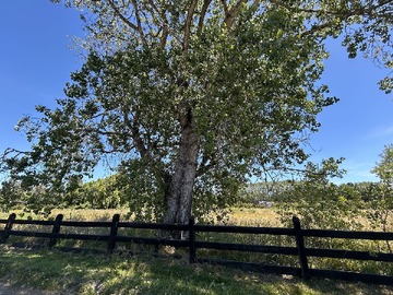 Venta / Terreno / Frutillar