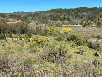 Venta / Terreno / Hualañé