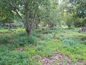 Venta / Terreno / La Cruz