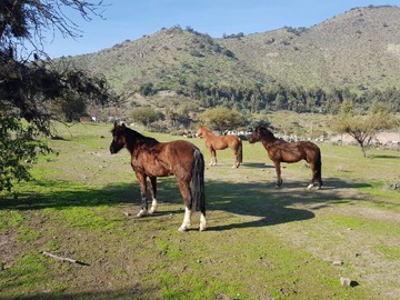 Venta / Terreno / La Florida