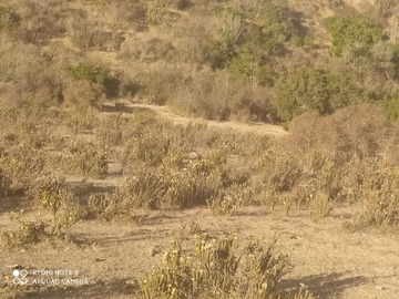 Venta / Terreno / La Ligua