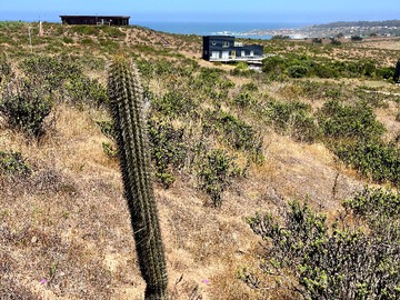 Venta / Terreno / La Ligua