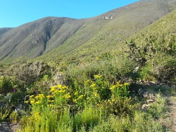 Venta / Terreno / La Serena