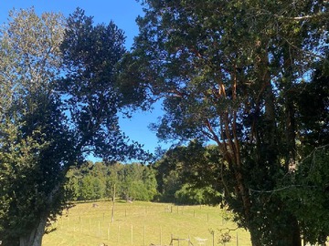 Venta / Terreno / Lago Ranco