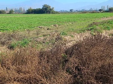 Venta / Terreno / Lampa