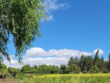 Venta / Terreno / Las Cabras