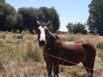 Venta / Terreno / Linares