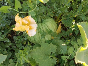 Venta / Terreno / Linares