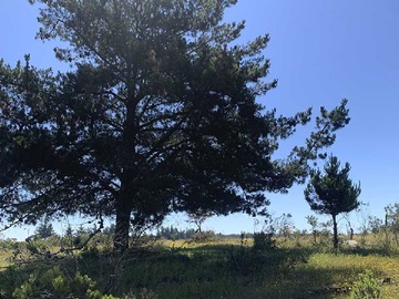 Venta / Terreno / Litueche