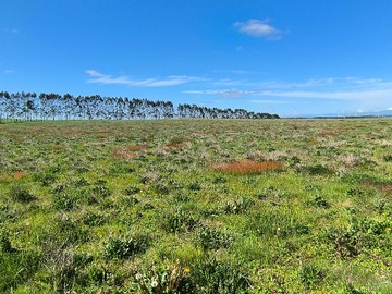 Venta / Terreno / Llanquihue