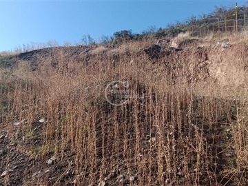 Imagen 7