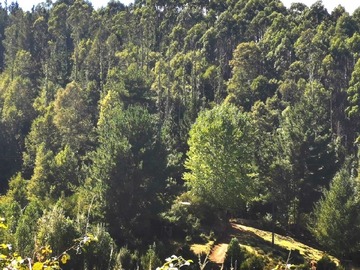 Venta / Terreno / Loncoche