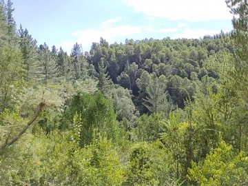 Venta / Terreno / Loncoche