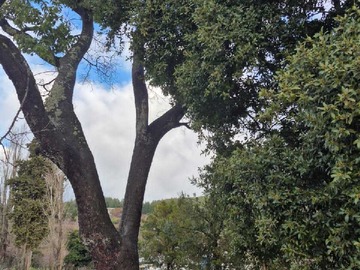 Venta / Terreno / Los Ángeles