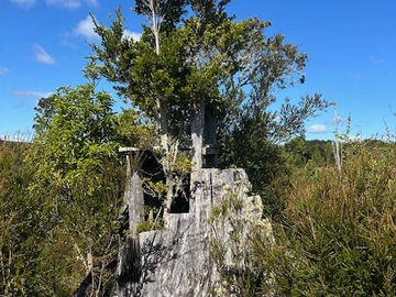 Venta / Terreno / Los Muermos
