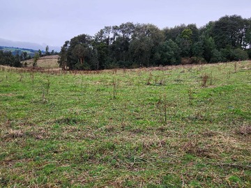 Venta / Terreno / Los Muermos