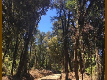 Venta / Terreno / Los Muermos
