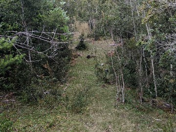 Venta / Terreno / Los Muermos