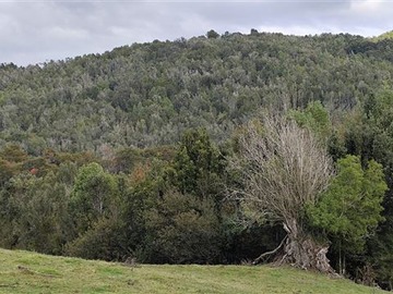 Venta / Terreno / Los Muermos