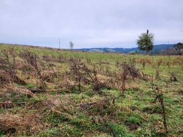 Venta / Terreno / Los Muermos