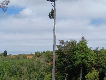 Venta / Terreno / Los Muermos