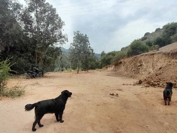 Venta / Terreno / Machalí