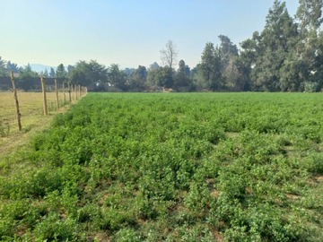 Venta / Terreno / Machalí