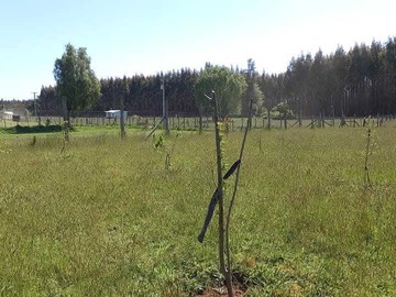 Venta / Terreno / Máfil