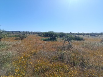 Venta / Terreno / Marchigüe