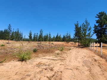 Venta / Terreno / Marchigüe