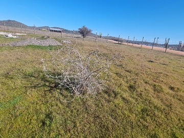 Venta / Terreno / Marchigüe