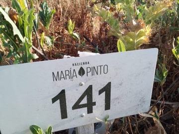 Imagen 7