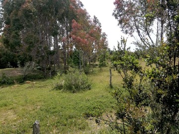 Venta / Terreno / Maullín