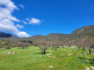 Venta / Terreno / Melipilla