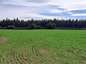 Venta / Terreno / Mulchén