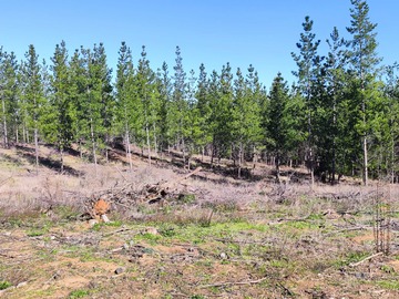 Venta / Terreno / Ninhue