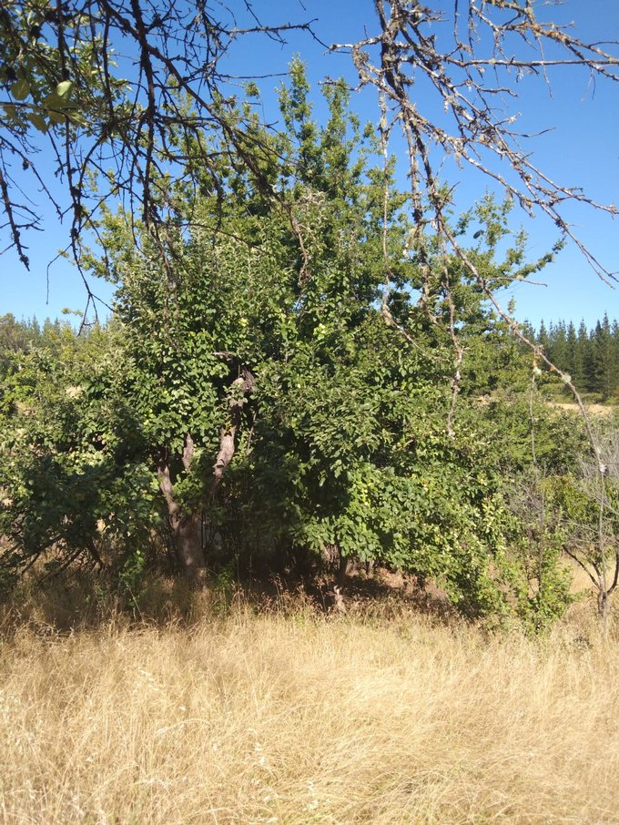 ÁRBOLES FRUTALES