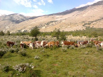 Venta / Terreno / O'Higgins
