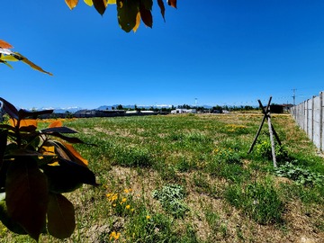 Venta / Terreno / Olivar